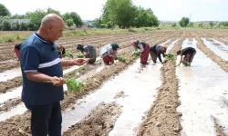 Şanlıurfa’nın Mor Altını Yine Bereketle Buluştu
