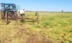 Şanlıurfa’da “Kırmızı Altın” Toplanıyor