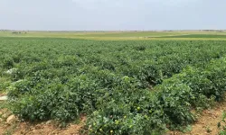 Şanlıurfa’da Toprak Kokulu Domates Bereketi