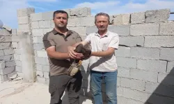 Şanlıurfa’da İlk Kez Bulundu: Ekipler Seferber Oldu