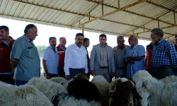 Kurban Pazarı Hareketlendi, Kaymakam Gürbüz'den Sürpriz Ziyaret!