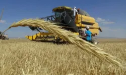Şanlıurfa’da Hububat Piyasasında Rekor Üstüne Rekor!