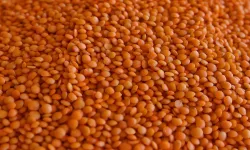 Şanlıurfa’da Mercimek Uçuşa Geçti: Kilosu Bakın Ne Kadar Oldu?