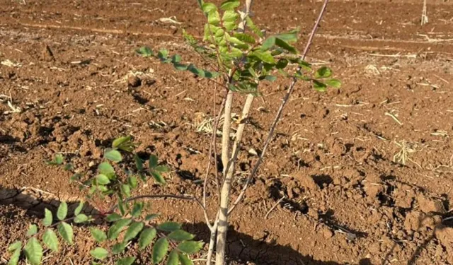 Şanlıurfa’da Yaygınlaşıyor: Kilosu Bin 500 Lira