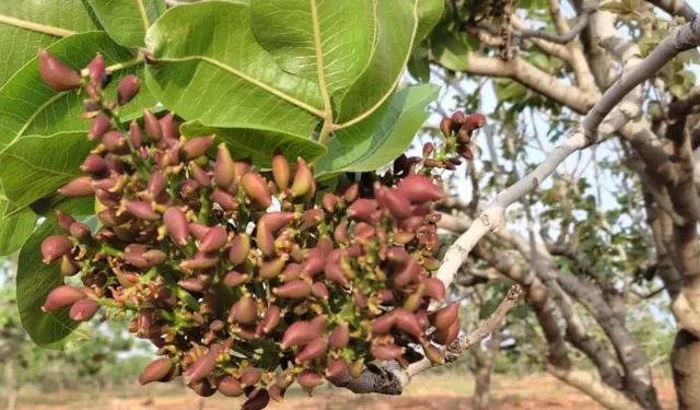 Urfa’nın Yeşil Altını Çiçek Açtı