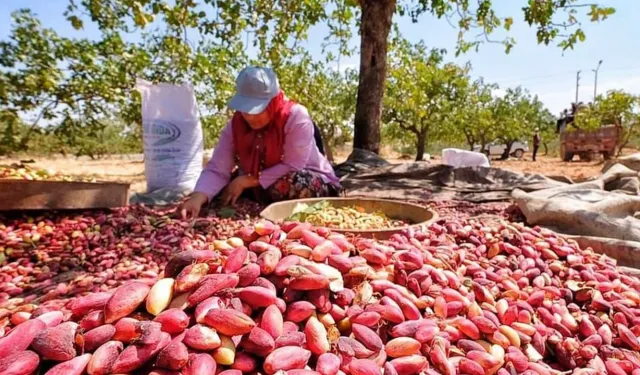 Şanlıurfa’da Güncel Fıstık Fiyatları Açıklandı! 29 Nisan 2025
