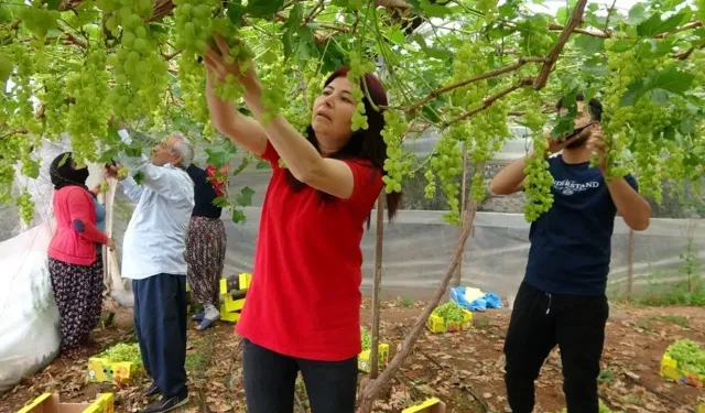 Zirai Don Fiyatları Ne Kadar Etkiledi