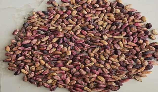 Şanlıurfa’da Fıstık Fiyatları Açıklandı: 5 Mayıs 2025 Hal Fiyatları…