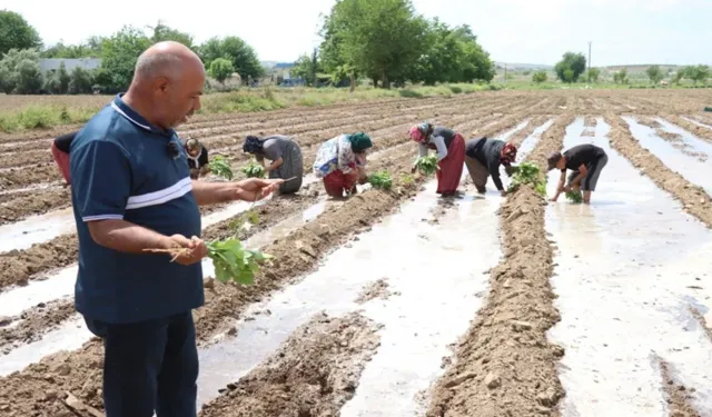 Şanlıurfa’nın Mor Altını Yine Bereketle Buluştu