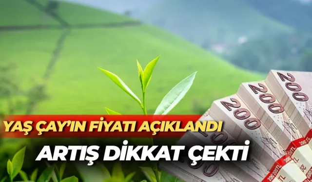 2025 Yaş Çay Fiyatları Açıklandı: Rekolte ve Fiyat Artışı Dikkat Çekti