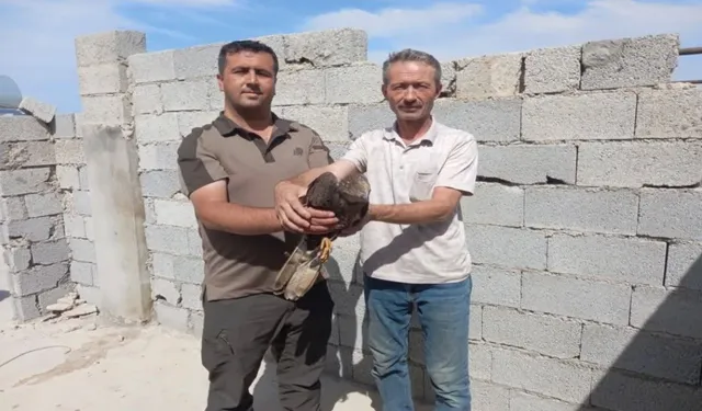Şanlıurfa’da İlk Kez Bulundu: Ekipler Seferber Oldu