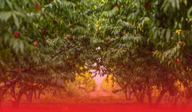 Tarlada 35 TL Pazarda 460 TL