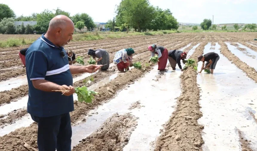 Şanlıurfa’nın Mor Altını Yine Bereketle Buluştu