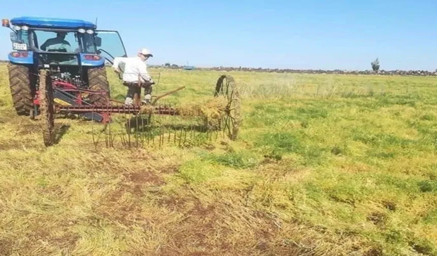 Şanlıurfa’da “Kırmızı Altın” Toplanıyor