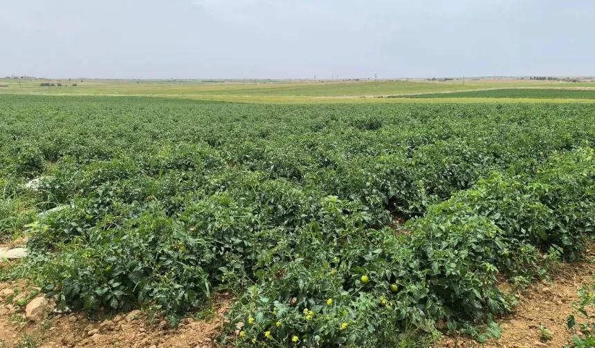 Şanlıurfa’da Toprak Kokulu Domates Bereketi
