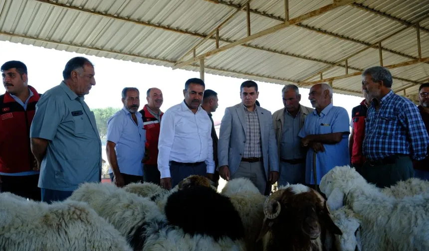 Kurban Pazarı Hareketlendi, Kaymakam Gürbüz'den Sürpriz Ziyaret!