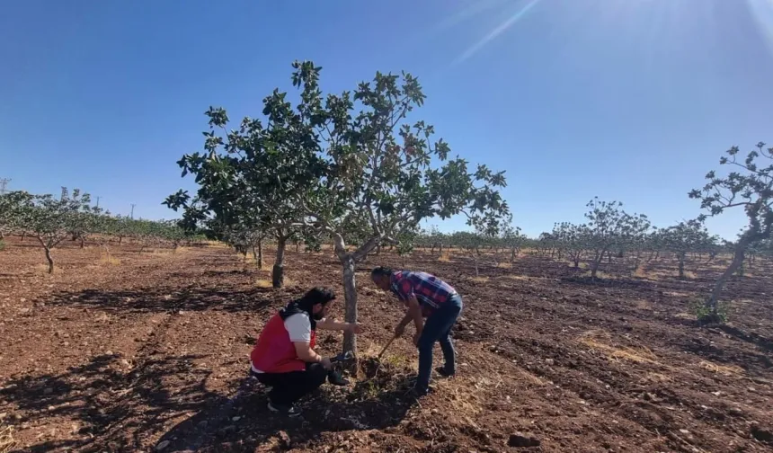 Bozova Taşan Mahallesinde Fıstık Ağaçlarında Hastalık Tespit Edildi
