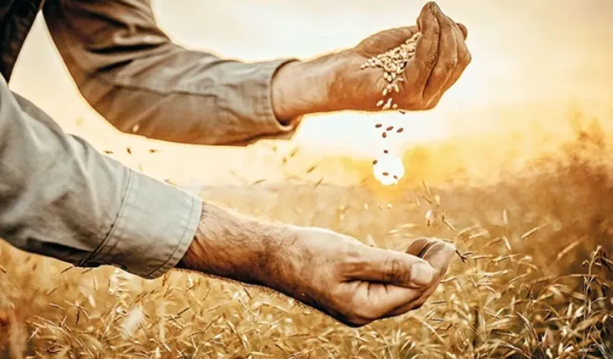 Şanlıurfa’da Buğday Ve Arpa Fiyatları Tavan Yapt